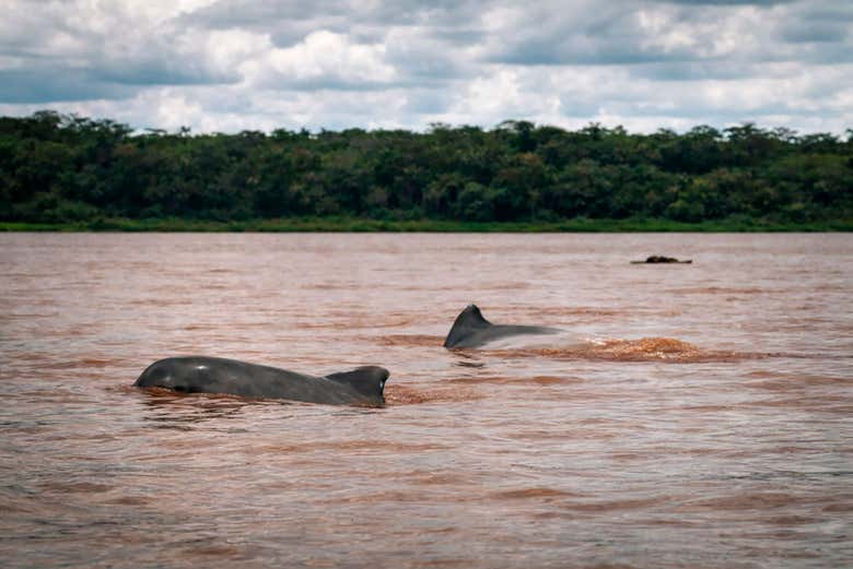 Búsqueda de delfines en el rio Amazonas 