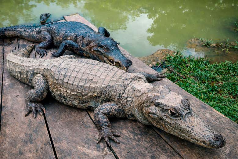 Impresionantes lagartos