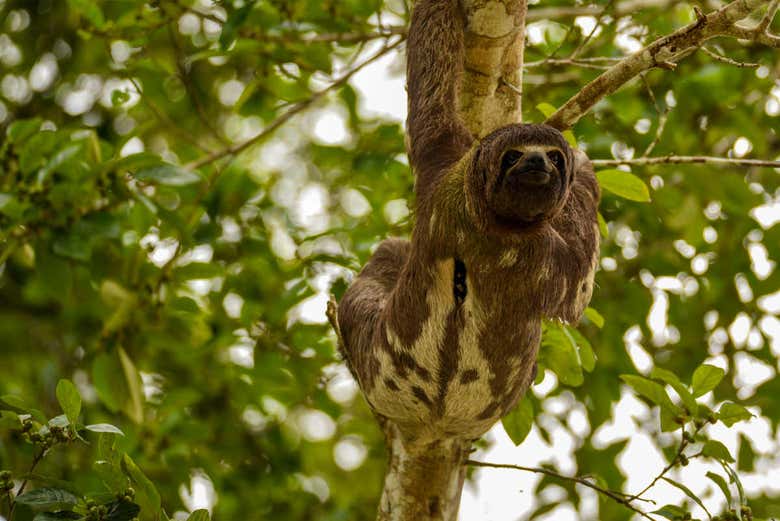Preguiça pendurada em uma árvore