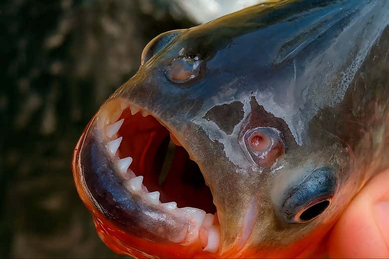 Descubriendo los temidos dientes de una piraña amazónica
