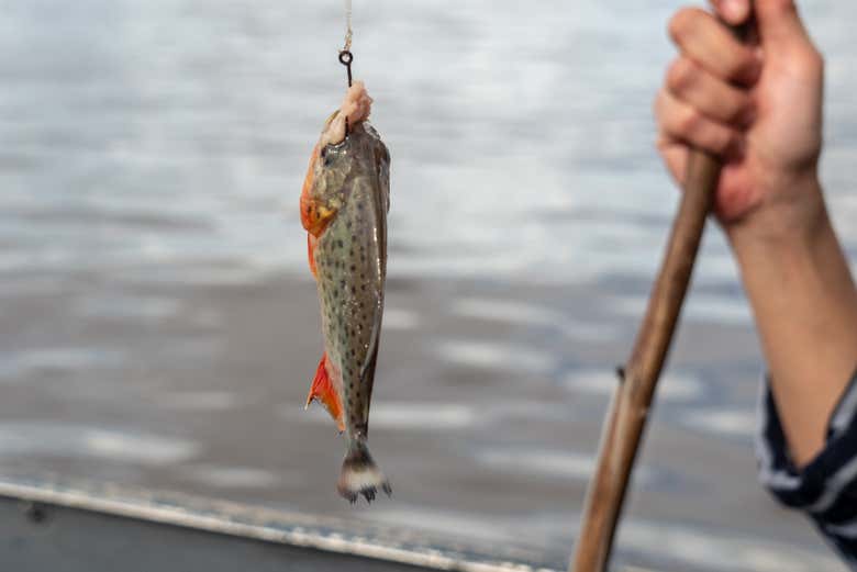Profitez de la pêche aux piranhas