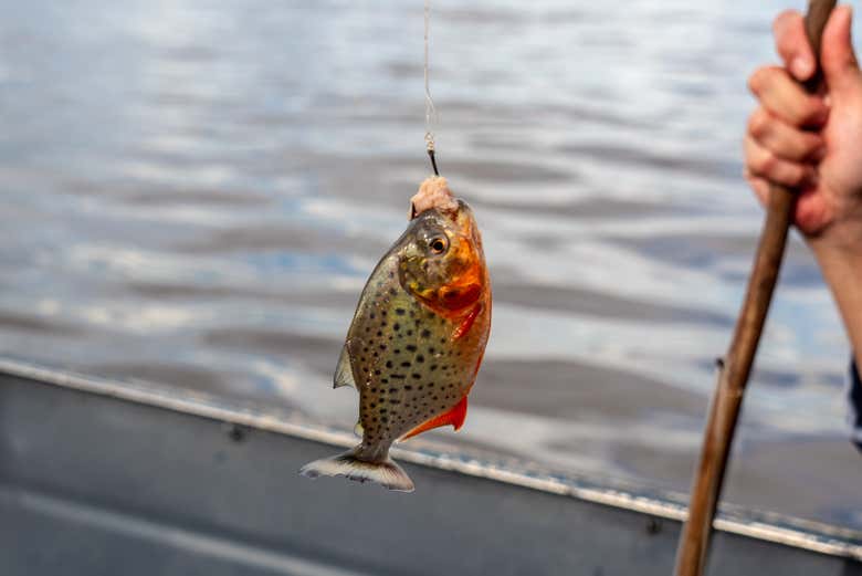 Profitez de la pêche traditionnelle au cœur de l'Amazonie 