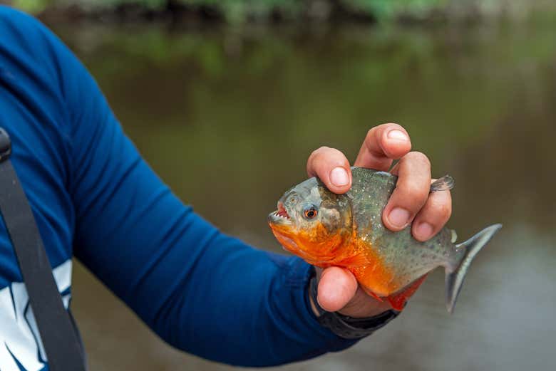 Observation attentive d'un piranha