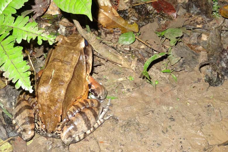 Sapo en la selva