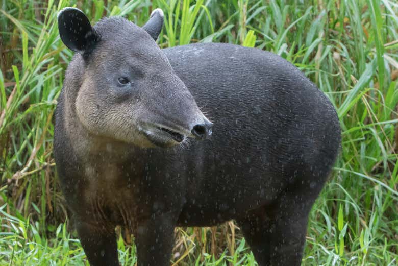 Tapires en el zoológico Quistococha