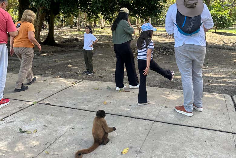 Meet some friendly monkeys!