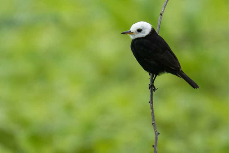 Aves tropicais do sul da Amazônia