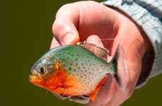 Pesca de pirañas en el río Itaya