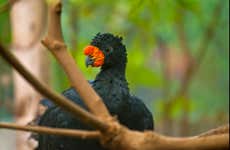 Tour de 4 días por el Río Yanayacu con avistamiento de aves