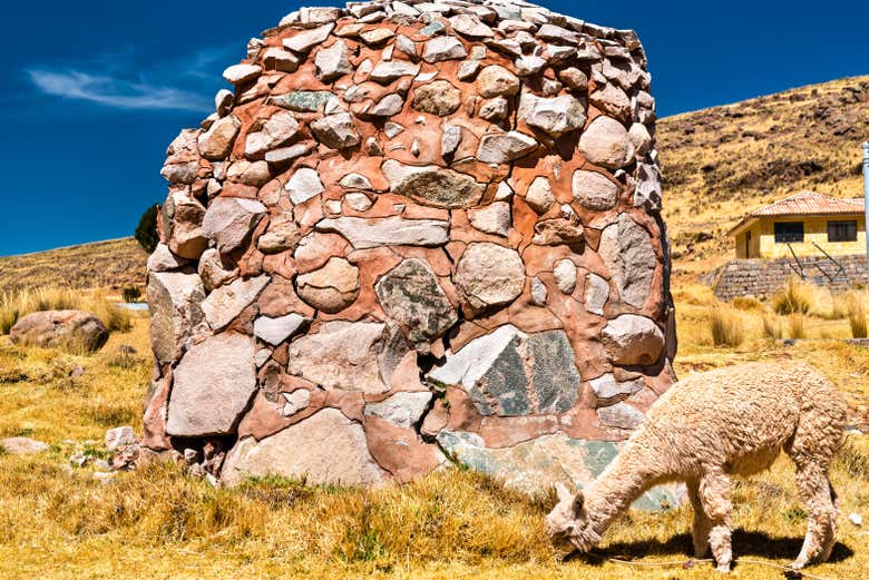 Un alpaga sur le site de Sillustani