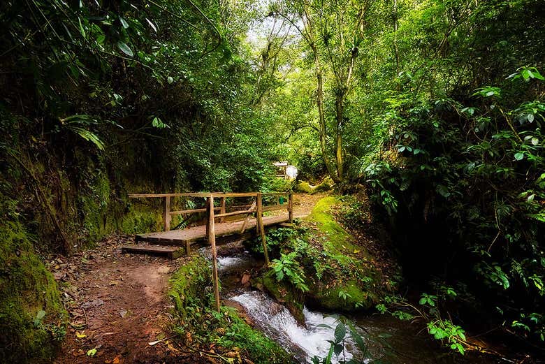 Trilha pela floresta amazônica