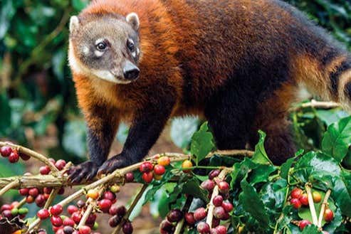 Coati eating coffee beans