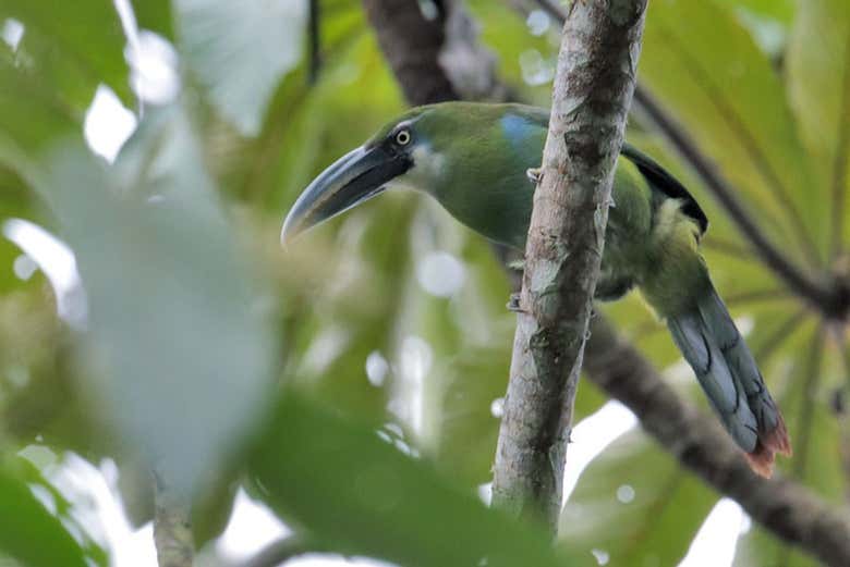 Wildlife at the lagoon