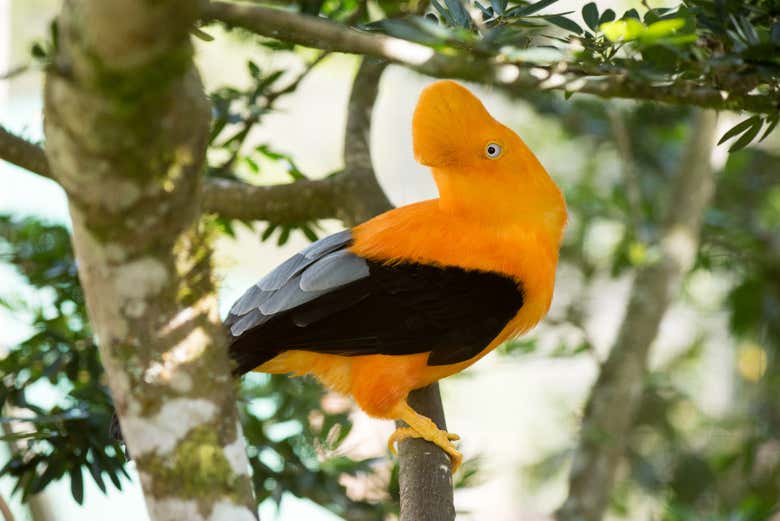 O galo-da-serra-andino, em Yanachaga