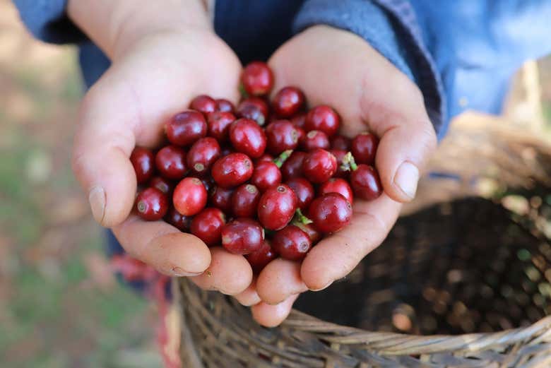 Harvesting the beans