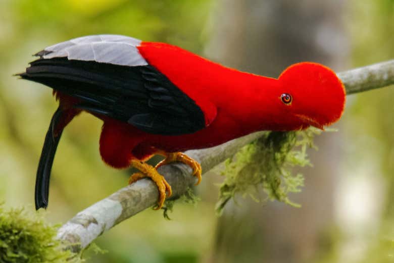 Zoológico Gallito de las Rocas