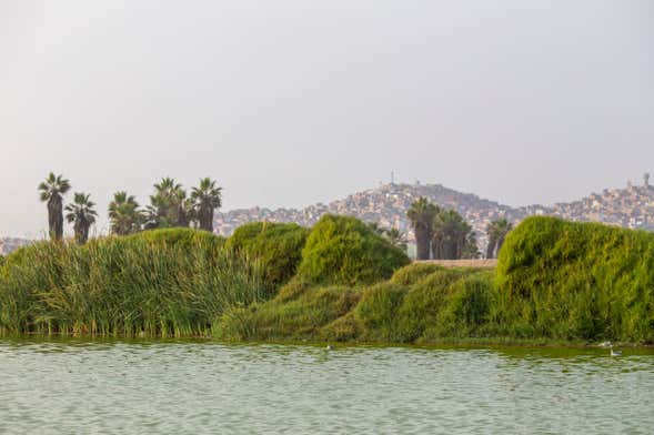 Excursión a Pantanos de Villa