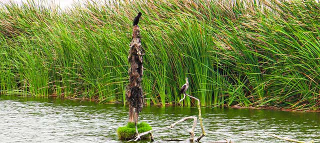 Pantanos de Villa Day Trip