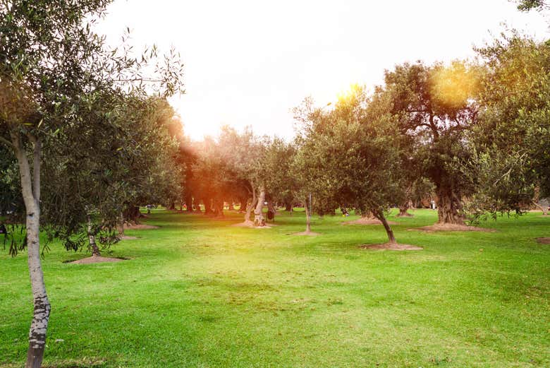 See the Olive Trees
