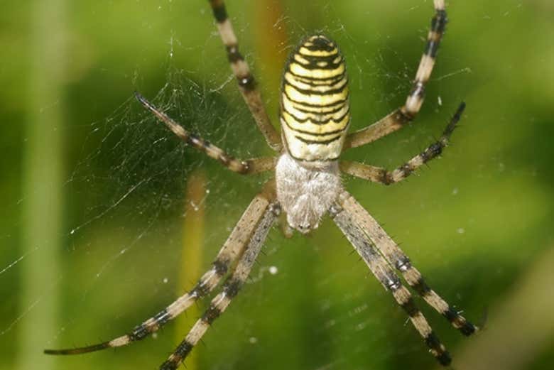 Araignée tigre des milieux humides