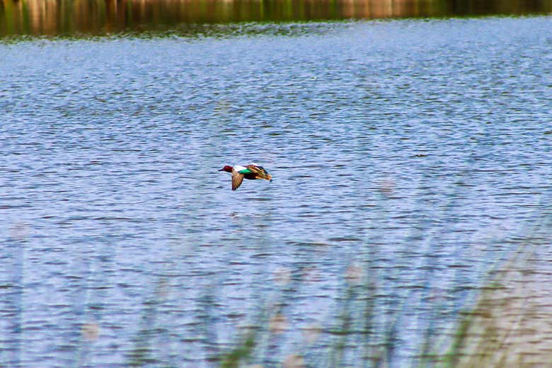 Un ave volando sobre el pantano