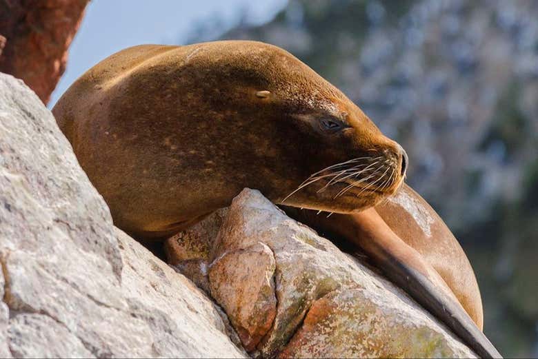 Un simpático león marino
