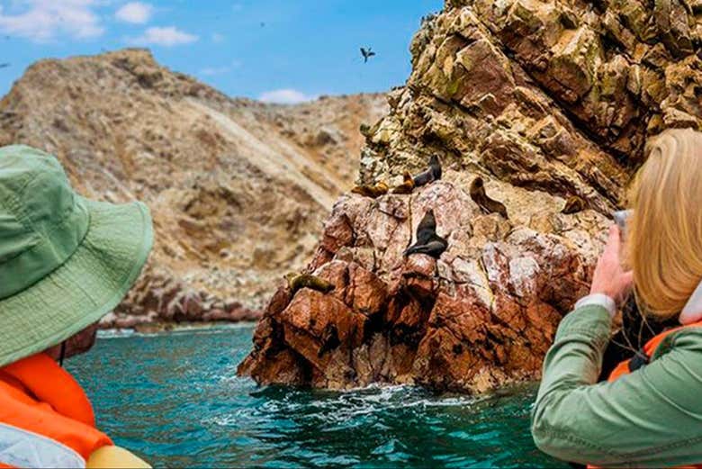 Observando a los leones marinos de las Islas Ballestas
