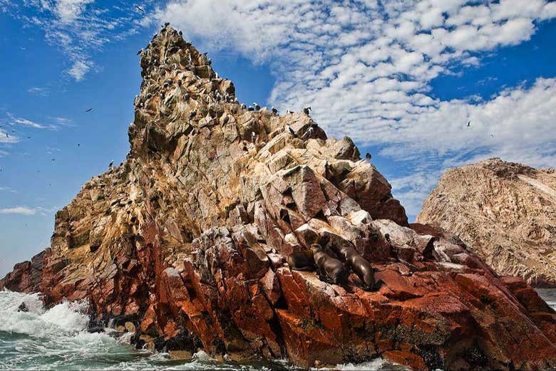 Una colonia de leones marinos