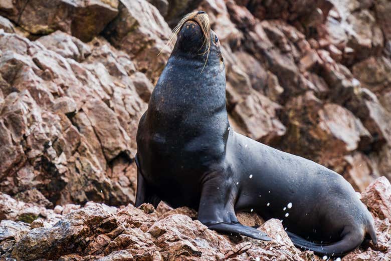 Un lobo de mar en las islas Ballestas