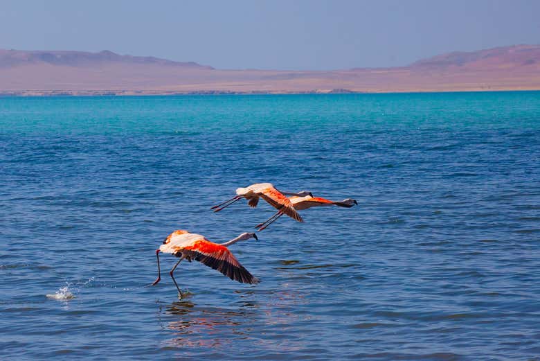 Flamencos rosados en la Reserva Nacional de Paracas 