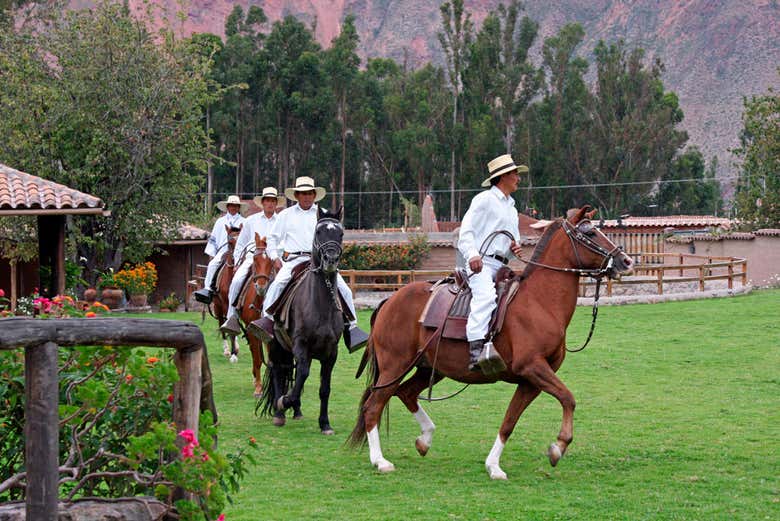 Peruvian horse show