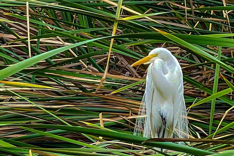 Una garza blanca