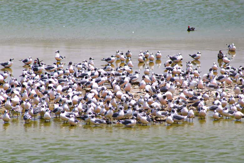 Una bandada de gaviotas