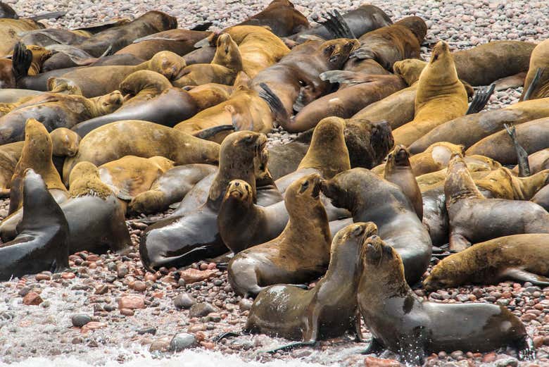 Colonie des otaries dans les îles Ballestas