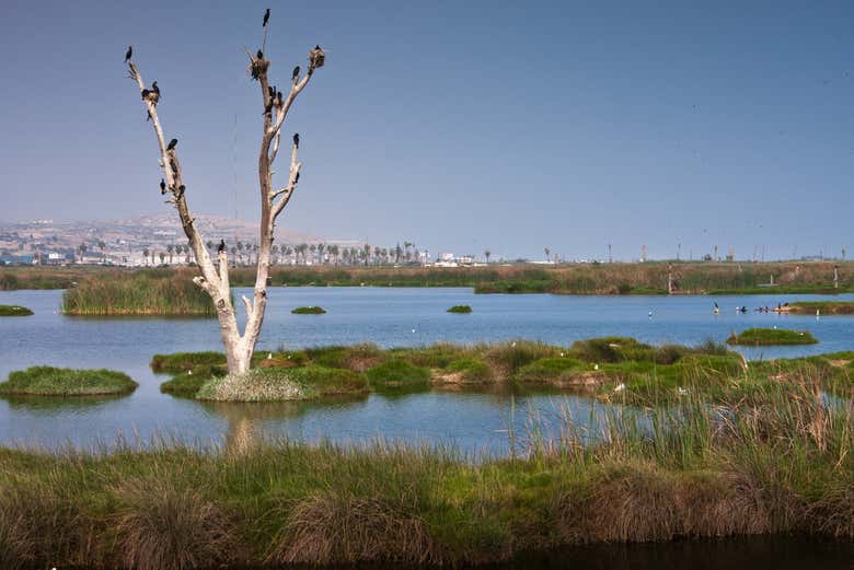 En los Pantanos de Villa
