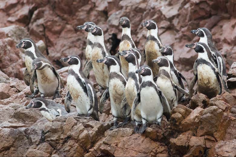 Os adoráveis pinguins-de-humboldt