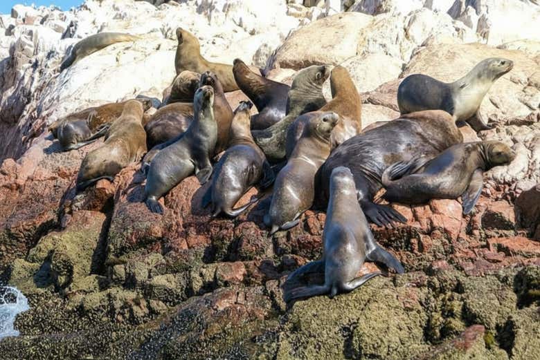 Conhecendo a fauna peruana