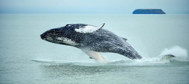 Avistamiento de ballenas + Nado con tortugas