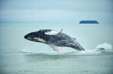 Observation de baleines + Nage avec des tortues