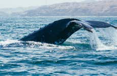 Whale Watching in Mancora