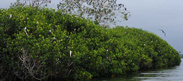 Excursión a los manglares de Tumbes y las playas de Punta Sal y Zorritos