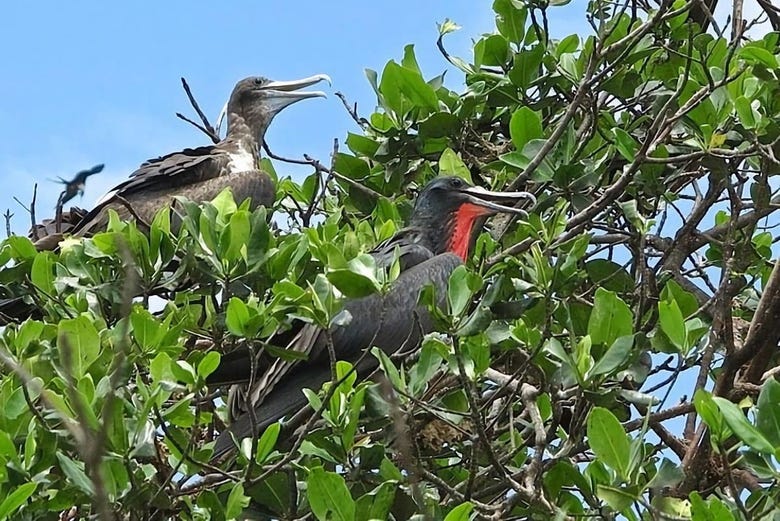 Fauna de los manglares