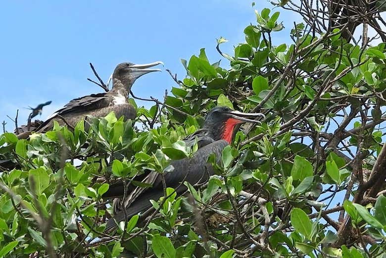 Flora and fauna native to the Mangroves of Tumbes