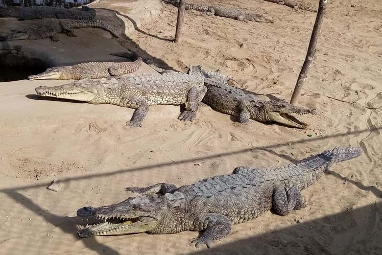 Caimanes en los manglares