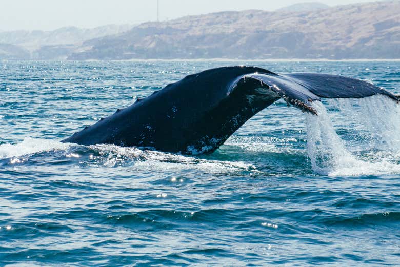 Cola de una ballena jorobada