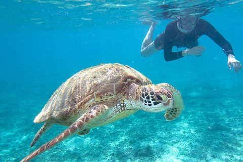 Disfrutando del baño con tortugas