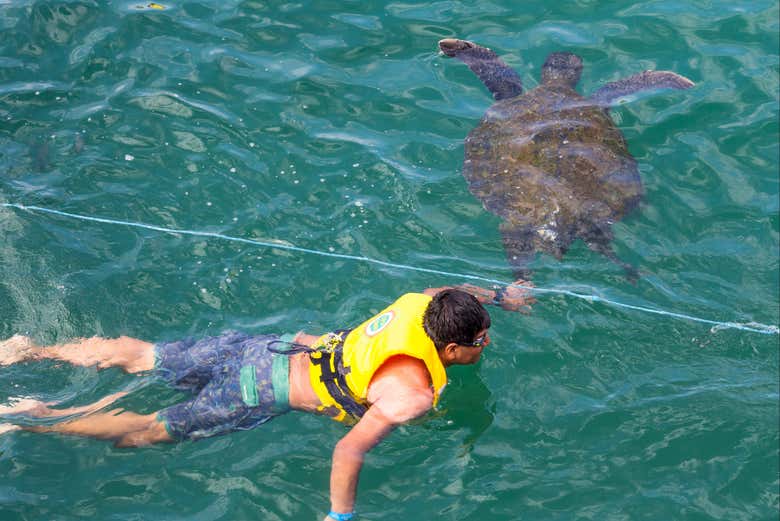 Disfrutando del baño con tortugas marinas