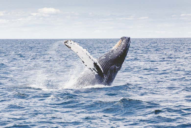 Ejemplar de ballena jorobada en la costa de Máncora