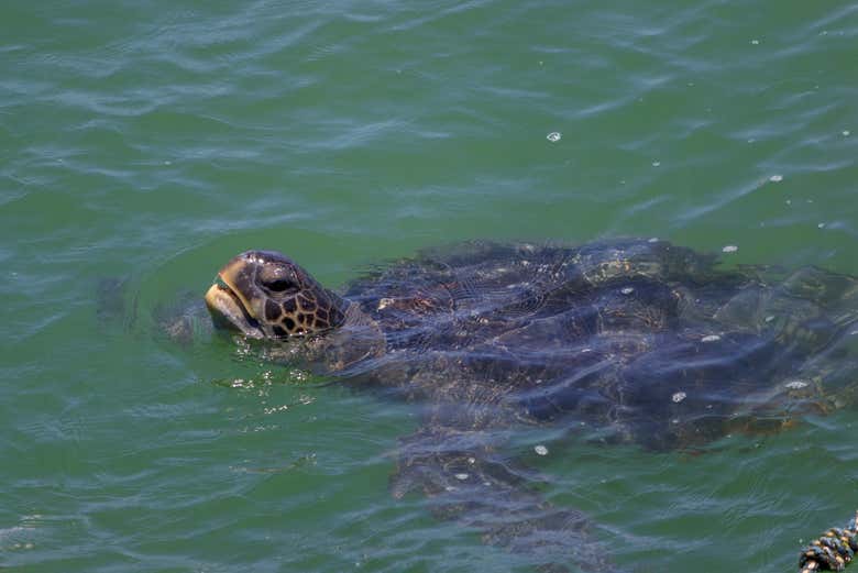 Ejemplar de tortuga marina peruana