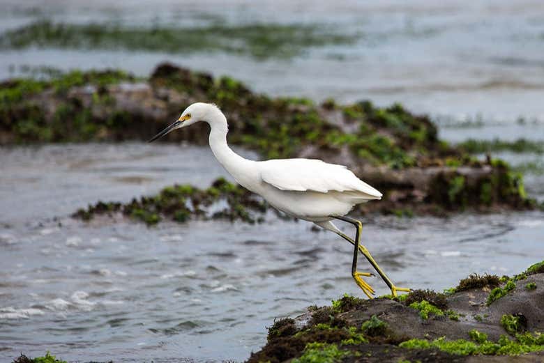 Aves en la costa de Máncora